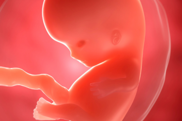 Le placenta